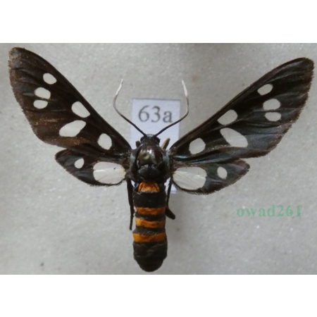 Amata (Syntomis) mogadorensis (Blachier, 1908) Morocco63a